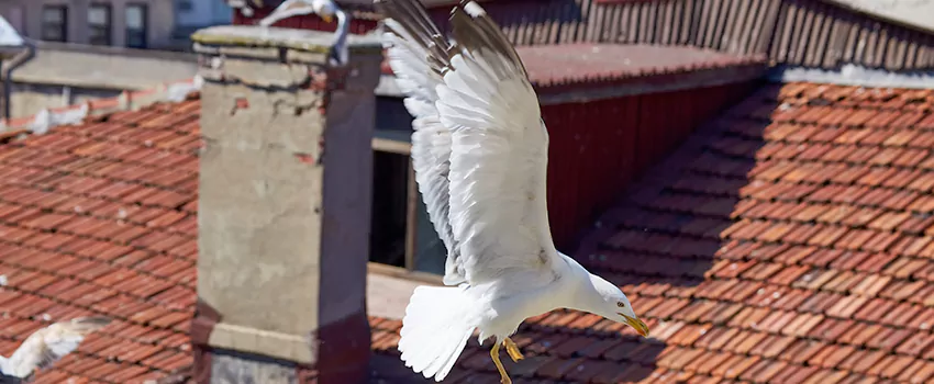 Residential Chimney Animal Removal Solution in Mount Clemens, MI